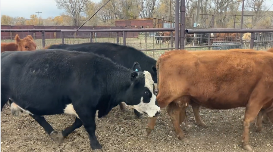 Dispersal Deal – 1,250 lb May-Calving Cows Ready to Work!- BC1015B5